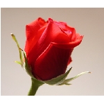 if-04257.jpg
Poet zobrazen: 3329 (6513.0535 dn) pr.=0.5111
Rozmr: 350 x 300 pixel
Velikost: 14.471 kB